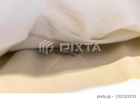 Small baby gecko lizard under bed sheet Patong Phuket Thailand. 132283552