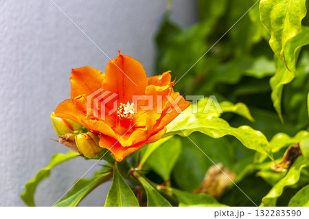 Orange large tropical flower bloom in Patong Phuket Thailand. Orange large tropical flower bloom in Patong Phuket Thailand. 132283590