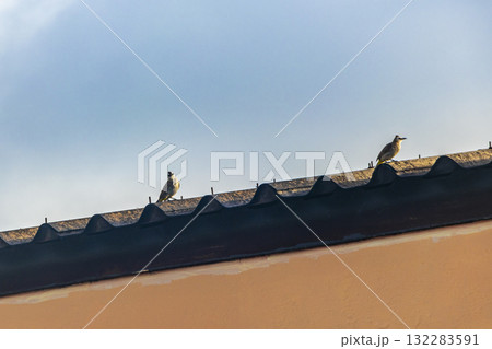 Tropical birds songbirds sitting on roof blue sky in Thailand. Tropical birds songbirds sitting on roof blue sky in Thailand. 132283591