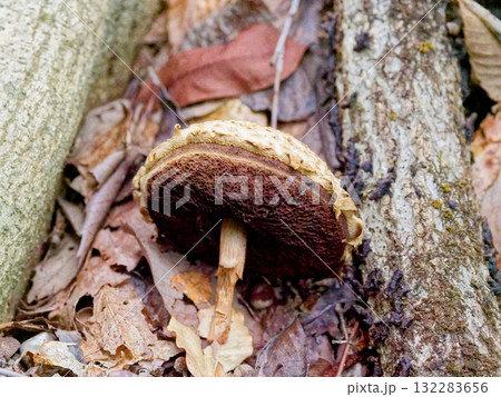キノコの発生イグチ科オオヤシャイグチ 132283656