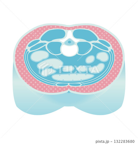 腹部断面図ベクターイラスト / 皮下脂肪 132283680