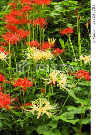 二色の競演:鮮やかなリコリスの群生 二色の競演:鮮やかなリコリスの群生 132283785
