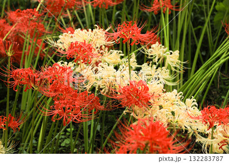 秋の風景：巾着田で満開の赤白彼岸花 132283787