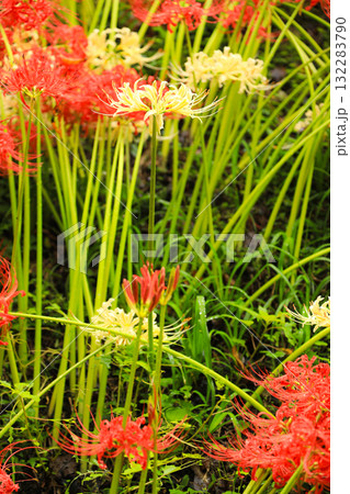 巾着田の花畑:紅白の彼岸花が密集する光景 巾着田の花畑:紅白の彼岸花が密集する光景 132283790