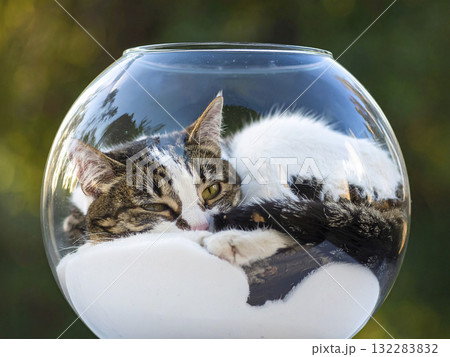 金魚鉢の中で眠る猫　AI生成画像 132283832