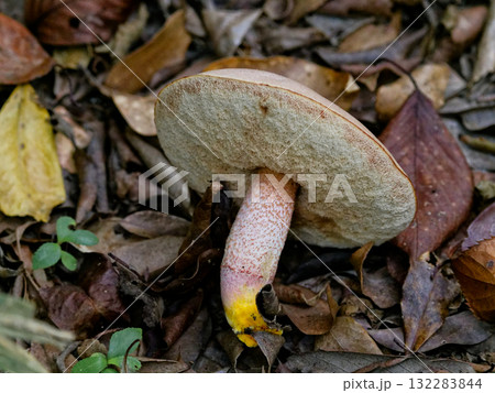キノコの発生イグチ科アケボノアワタケ 132283844