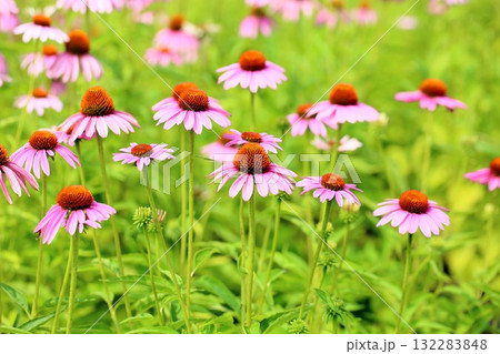 可愛い　エキナセアの花 132283848