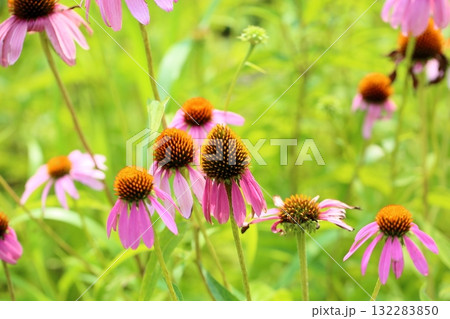 可愛い　エキナセアの花 132283850