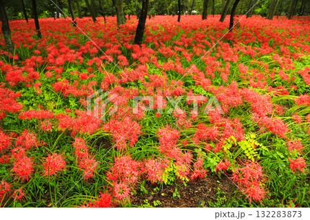 日本の秋の風物詩:満開の曼珠沙華 日本の秋の風物詩:満開の曼珠沙華 132283873