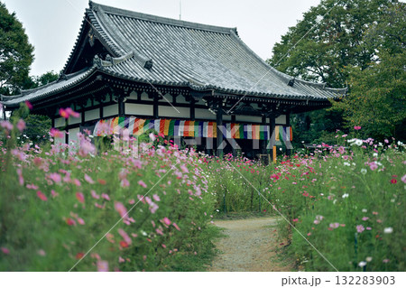 般若寺のコスモス 132283903
