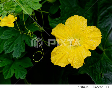 収穫前の新鮮な野菜ゴーヤの花 132284054