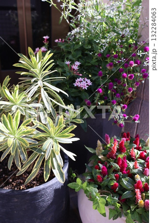玄関前のケイトウ、ユーフォルビア、センニチコウの寄せ鉢 132284063