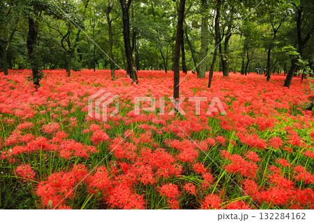 彼岸花と木々が織りなす、幻想的な秋の風景 132284162