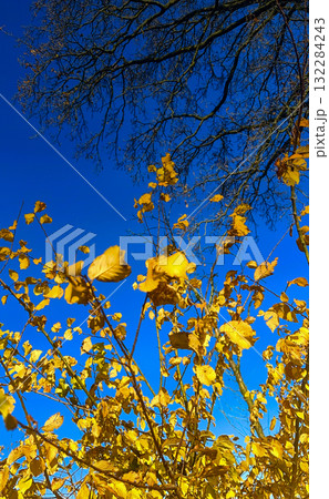 The vibrant yellow leaves stand out beautifully against the clear blue sky above them 132284243