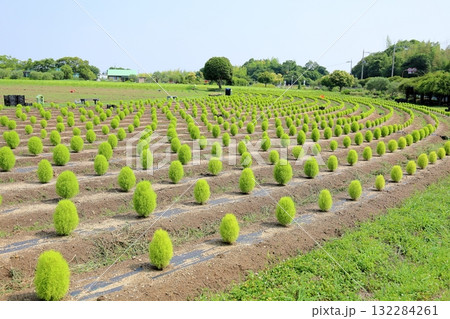 可愛い コキア 可愛い コキア 132284261