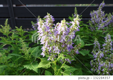 秋にコリウスの花が咲いた 132284357