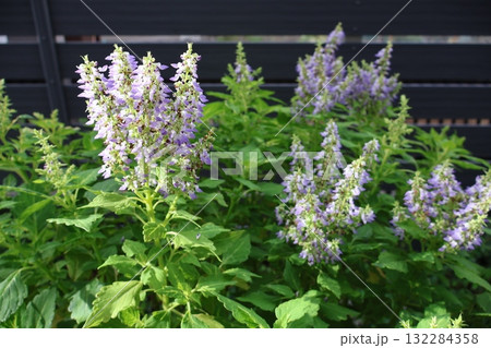 秋にコリウスの花が咲いた 132284358