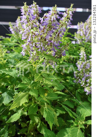 秋にコリウスの花が咲いた 秋にコリウスの花が咲いた 132284361