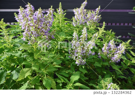 秋にコリウスの花が咲いた 132284362