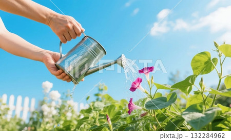 夏の太陽の下でブリキのジョウロを使い、朝顔に水をあげる 夏の太陽の下でブリキのジョウロを使い、朝顔に水をあげる 132284962