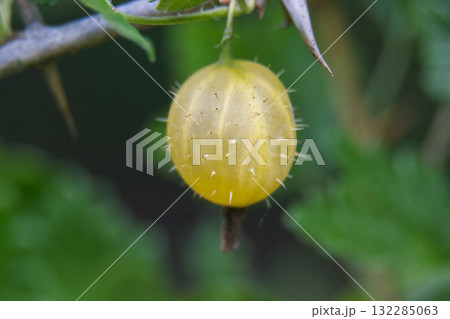 Vibrant gooseberry fruit, detailed with its spiky exterior, hanging from a branch in the garden. Vibrant gooseberry fruit, detailed with its spiky exterior, hanging from a branch in the garden. 132285063