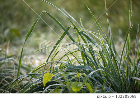 Dewy Grass Blades in Morning Light Create Fresh, Serene Nature Scene 132285069
