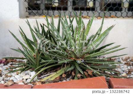 An Agave x leopoldii plant growing as houseplants. An Agave x leopoldii plant growing as houseplants. 132286742