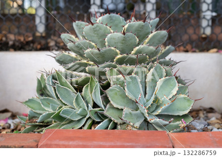 Agave "Kissho Kan" growing in the garden as houseplant. Agave "Kissho Kan" growing in the garden as houseplant. 132286759