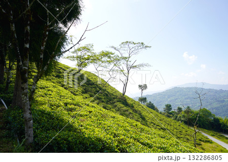 Bright Green Tea Gardens on a Steep Hillside with Shade Trees 132286805