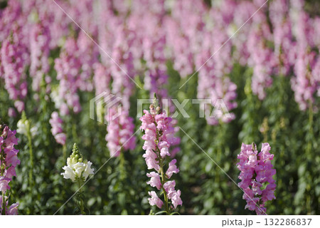 この花の名前はキンギョソウです。ピンク色のキンギョソウが満開です。 132286837