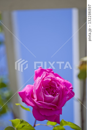 薔薇園にピンク色のバラの花が咲いています。このバラの名前はエデンローズです。 薔薇園にピンク色のバラの花が咲いています。このバラの名前はエデンローズです。 132286897