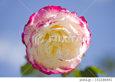 　薔薇園にピンクと白色のバラの花が咲いています。このバラの名前はダブル・デライトです。 132286941