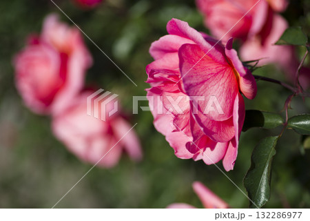 薔薇園にピンク色の薔薇の花が咲いています。このバラの名前はザンブラ93です。 薔薇園にピンク色の薔薇の花が咲いています。このバラの名前はザンブラ93です。 132286977