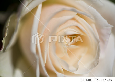 薔薇園に白いバラの花が咲いています。 薔薇園に白いバラの花が咲いています。 132286985