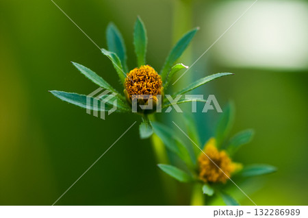 信濃川・やすらぎ堤の亜米利加栴檀草(アメリカセンダングサ)の花 132286989