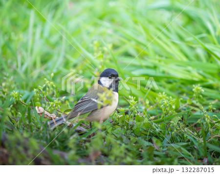 地面を歩くシジュウカラ 地面を歩くシジュウカラ 132287015