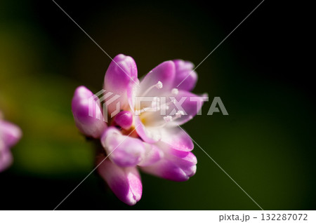 信濃川・やすらぎ堤の溝蕎麦(みぞそば) 信濃川・やすらぎ堤の溝蕎麦(みぞそば) 132287072