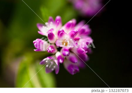 信濃川・やすらぎ堤の溝蕎麦(みぞそば) 信濃川・やすらぎ堤の溝蕎麦(みぞそば) 132287073