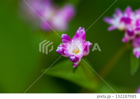 信濃川・やすらぎ堤の溝蕎麦(みぞそば) 信濃川・やすらぎ堤の溝蕎麦(みぞそば) 132287085