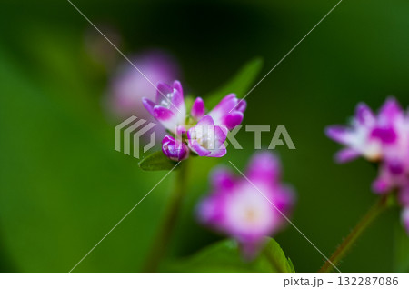 信濃川・やすらぎ堤の溝蕎麦(みぞそば) 信濃川・やすらぎ堤の溝蕎麦(みぞそば) 132287086