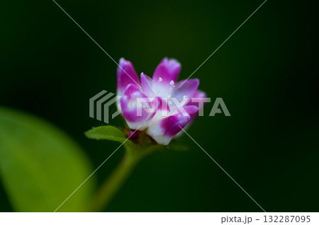 信濃川・やすらぎ堤の溝蕎麦(みぞそば) 信濃川・やすらぎ堤の溝蕎麦(みぞそば) 132287095