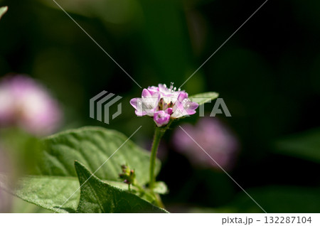 信濃川・やすらぎ堤の溝蕎麦(みぞそば) 信濃川・やすらぎ堤の溝蕎麦(みぞそば) 132287104