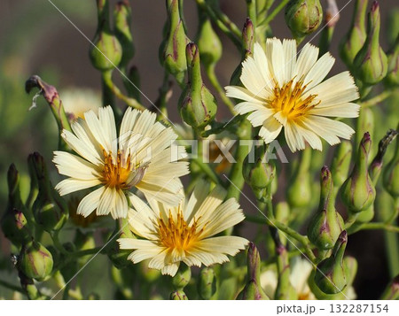 日ざしを浴びた三輪のアキノノゲシ(用水路端の秋の野芥子の花とつぼみ) 日ざしを浴びた三輪のアキノノゲシ(用水路端の秋の野芥子の花とつぼみ) 132287154