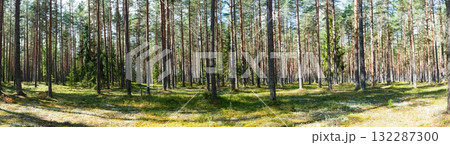 Panoramic Forest Vista Serene Woodland Landscape with Tall Trees and Lush Greenery Panoramic Forest Vista Serene Woodland Landscape with Tall Trees and Lush Greenery 132287300