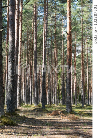 Sunlit Scandinavian Forest Tall Pine Trees in a Serene Woodland Environment, Nature Scene Sunlit Scandinavian Forest Tall Pine Trees in a Serene Woodland Environment, Nature Scene 132287301