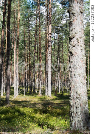 Lush Woodland Scenery Sunlight Filtering Through Tall Pine Trees in a Verdant Forest 132287302