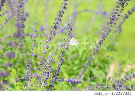 爽やか　サルビアの花　インディゴスパイヤーズ 132287323