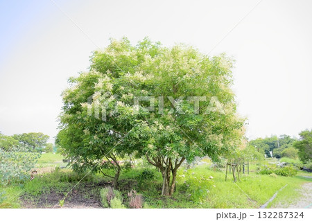 爽やか　シマトネリコの花 132287324