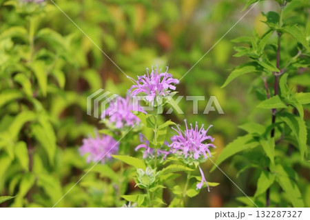 可愛い ワイルドベルガモットの花 可愛い ワイルドベルガモットの花 132287327