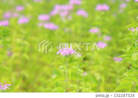 可愛い　ワイルドベルガモットの花 132287328
